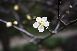 如何進(jìn)行專升本報(bào)考準(zhǔn)備