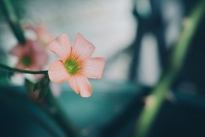 哪類考生專升本報(bào)班更有效果？